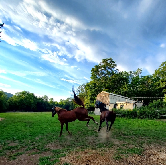 Meet your Posher, Emily - Picture 4 of 8